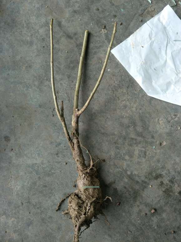 为什么宿迁海棠下山桩 不要买 图片