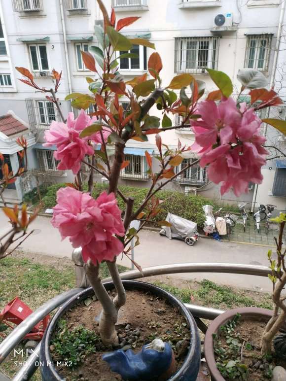 这是什么北美海棠下山桩 怎么区别 图片