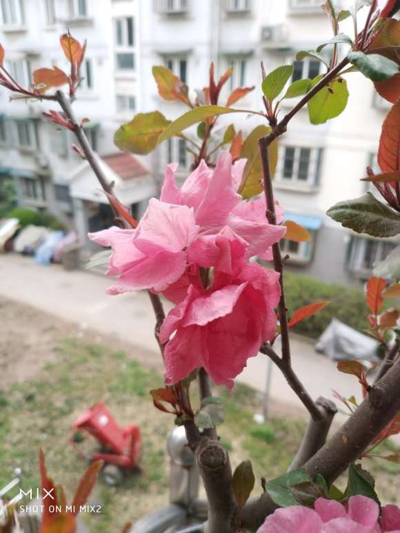 这是什么北美海棠下山桩 怎么区别 图片