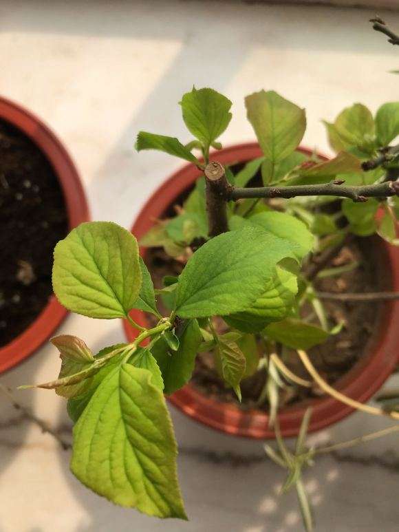 梅花海棠下山桩傻傻分不清 求指教 图片