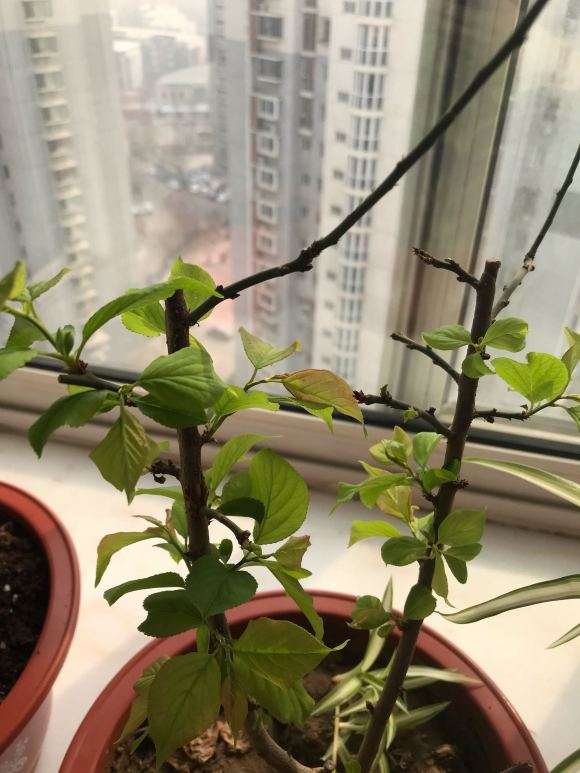 梅花海棠下山桩傻傻分不清 求指教 图片