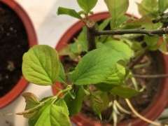 梅花海棠下山桩傻傻分不清 求指教 图片