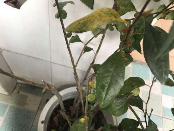 海棠下山桩叶子这样是怎么了 图片