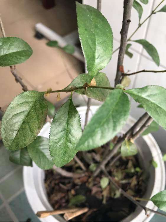 海棠下山桩叶子这样是怎么了 图片