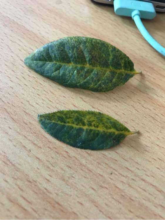 海棠下山桩叶子这样是怎么了 图片