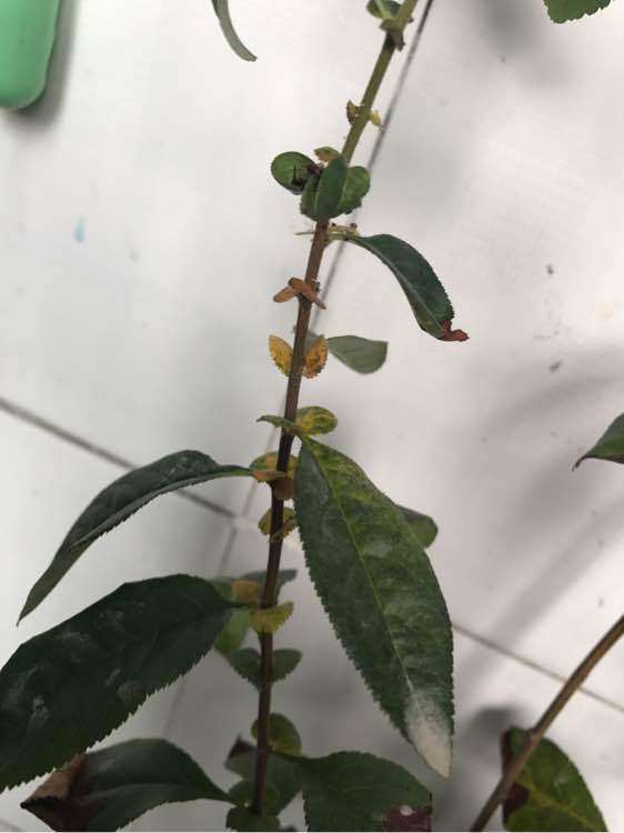 海棠下山桩叶子这样是怎么了 图片