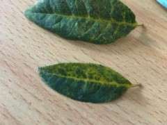 海棠下山桩叶子这样是怎么了 图片