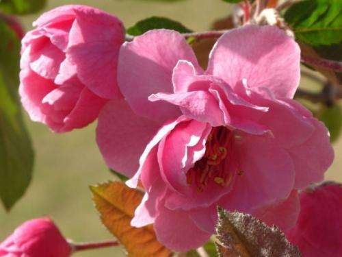 几月买海棠下山桩 最好存活 图片