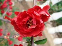 几月买海棠下山桩 最好存活 图片