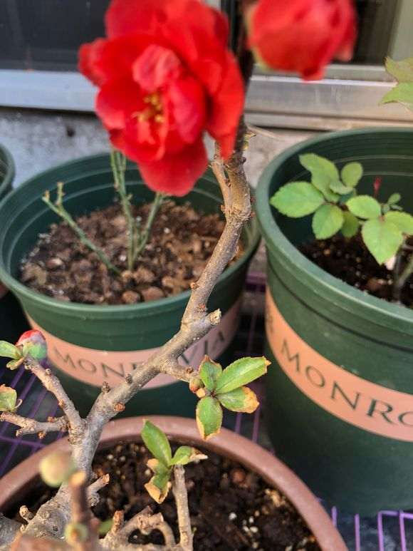 海棠下山桩叶子有点干 怎么办 图片