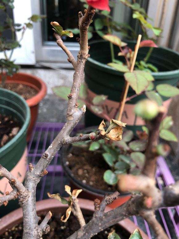 海棠下山桩叶子有点干 怎么办 图片