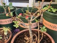 海棠下山桩叶子有点干 套袋避光