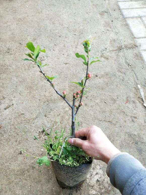 为什么海棠下山桩是未嫁接的果树苗吗