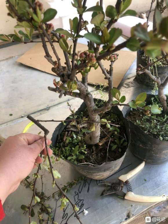 为什么海棠下山桩是未嫁接的果树苗吗