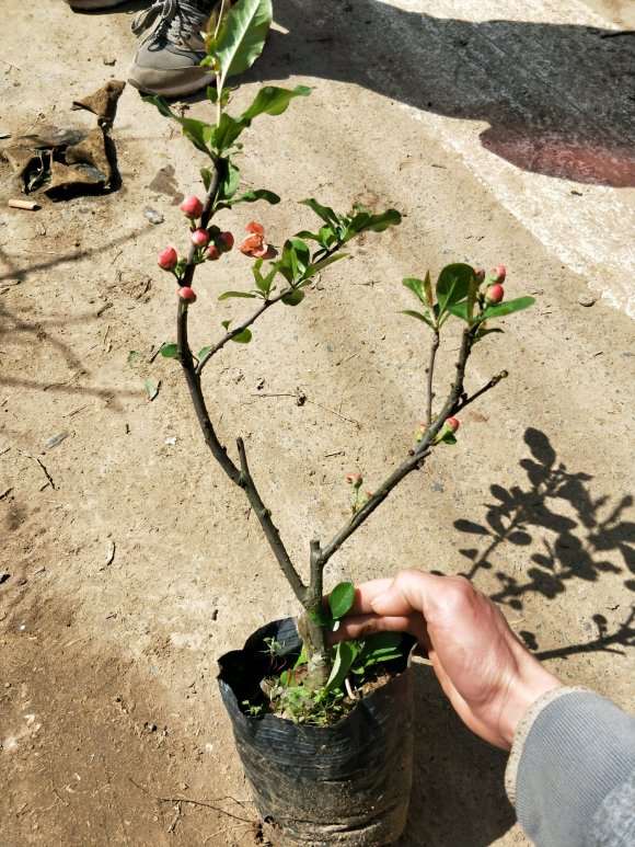 为什么海棠下山桩是未嫁接的果树苗吗