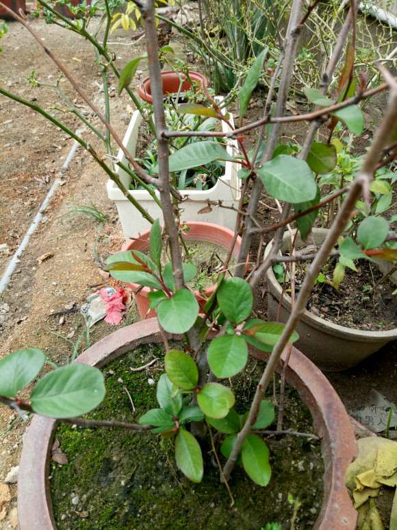 海棠下山桩怎么修剪枝条的方法 图片