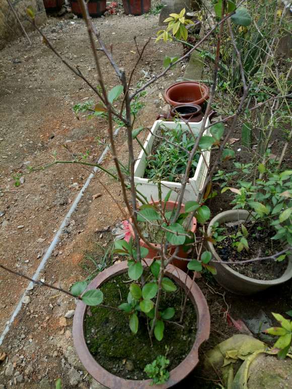 海棠下山桩怎么修剪枝条的方法 图片