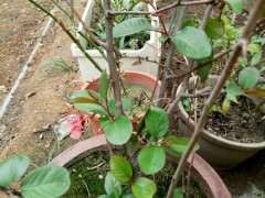 海棠下山桩怎么修剪枝条的方法 图片