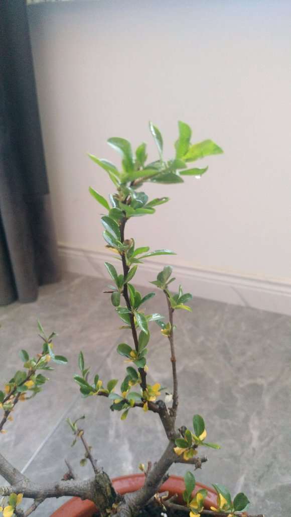 谁有什么办法救救我的海棠下山桩 图片