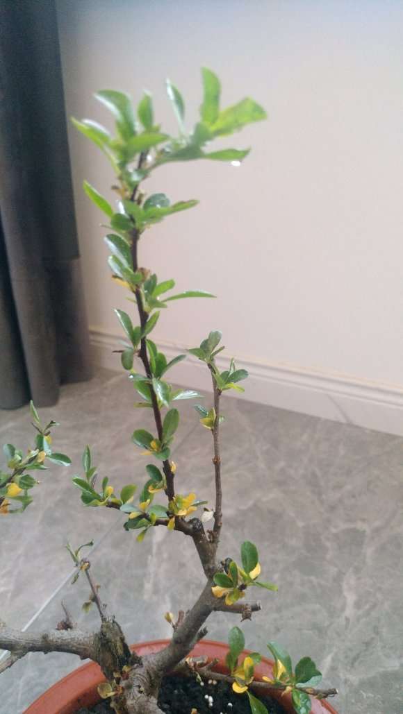 谁有什么办法救救我的海棠下山桩 图片