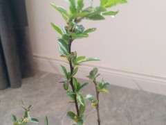 海棠下山桩  朵死了 要套袋放阴凉处