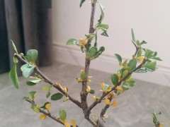 海棠下山桩应该是没怎么服盆 图片