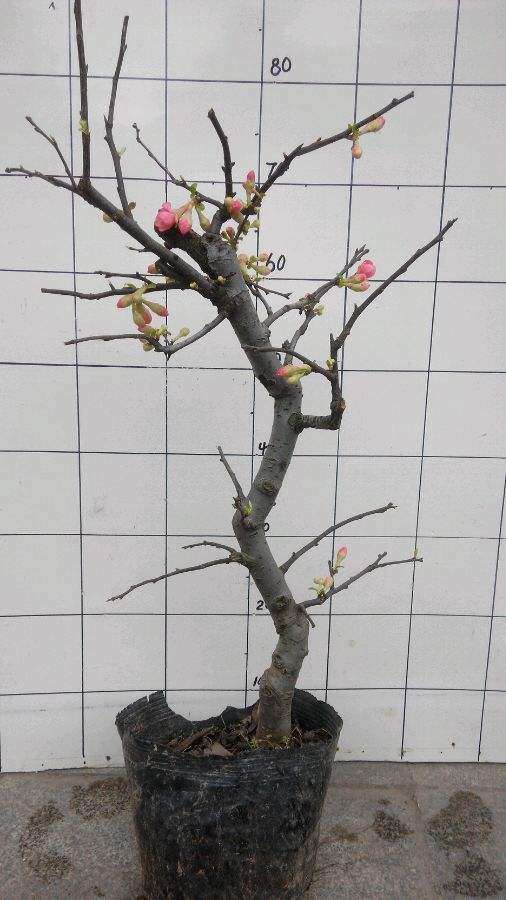 海棠下山桩上盆后能用营养土吗 图片