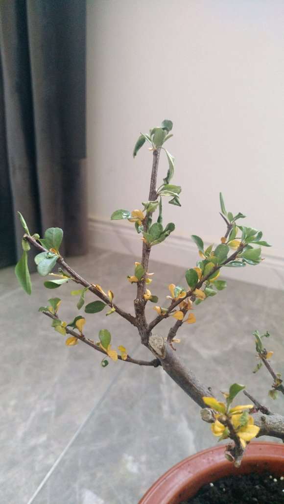 海棠下山桩上盆后能用营养土吗 图片