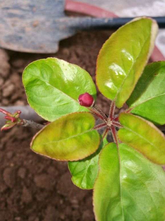 这是西府海棠 还是北美海棠下山桩 图片