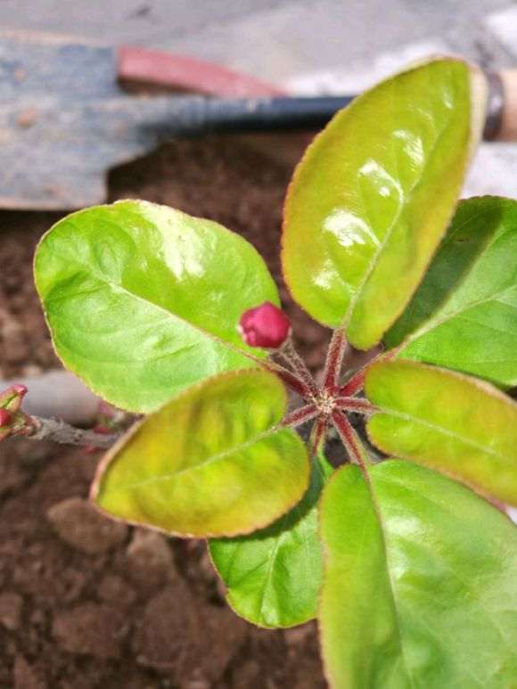 这是西府海棠 还是北美海棠下山桩 图片