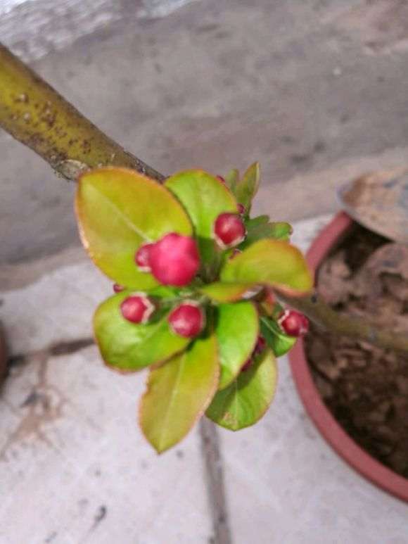 这是西府海棠 还是北美海棠下山桩 图片