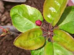 这是西府海棠 还是北美海棠下山桩 图片