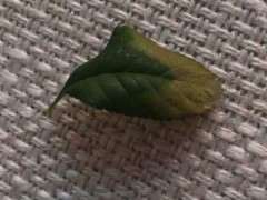 海棠下山桩叶子高温灼伤 怎么办 图片