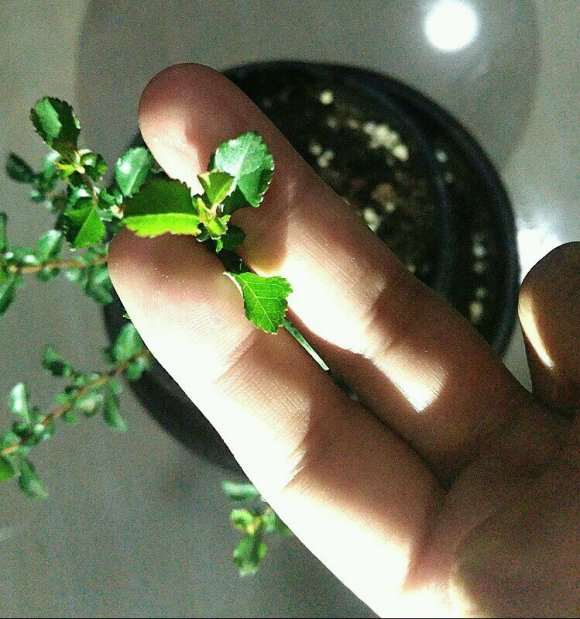 小叶海棠下山桩 55元 怎么样 淘宝买的