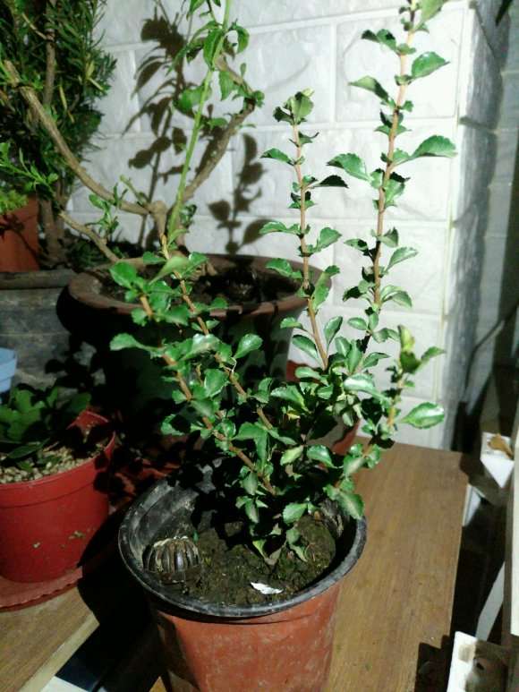 小叶海棠下山桩 55元 怎么样 淘宝买的