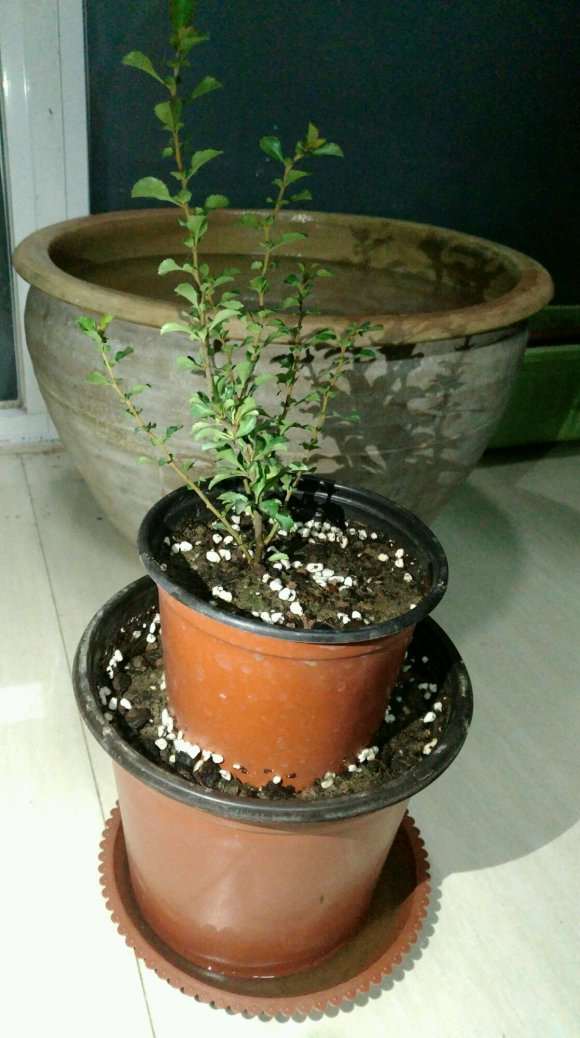 小叶海棠下山桩 55元 怎么样 淘宝买的