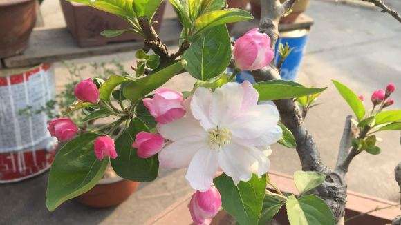 这是不是深山海棠下山桩 怎么区别 图片