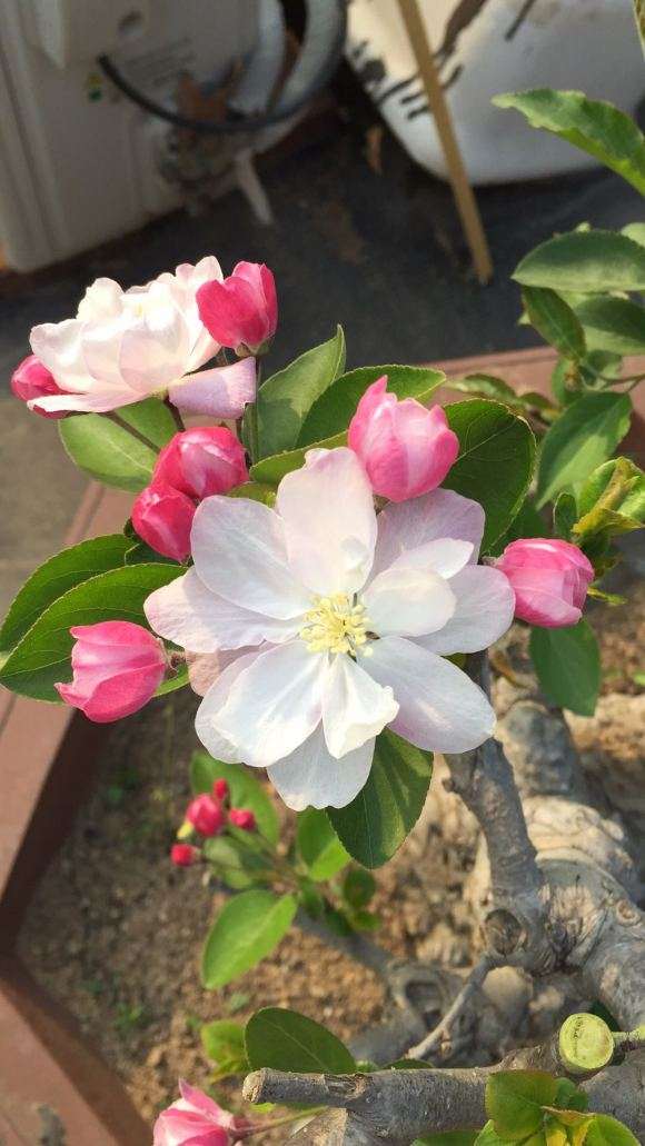 这是不是深山海棠下山桩 怎么区别 图片