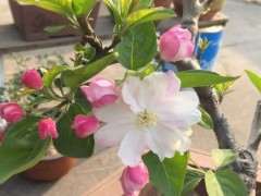 这是不是深山海棠下山桩 怎么区别 图片