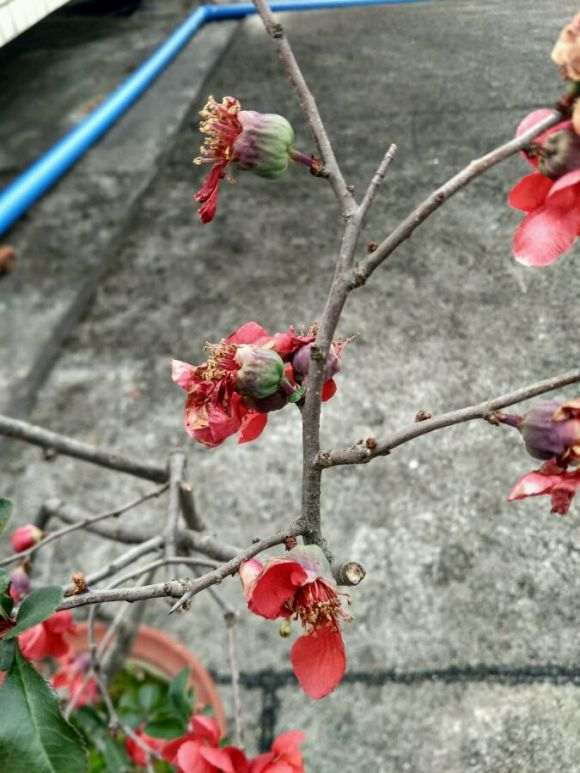 海棠下山桩该怎么修剪 最好 图片