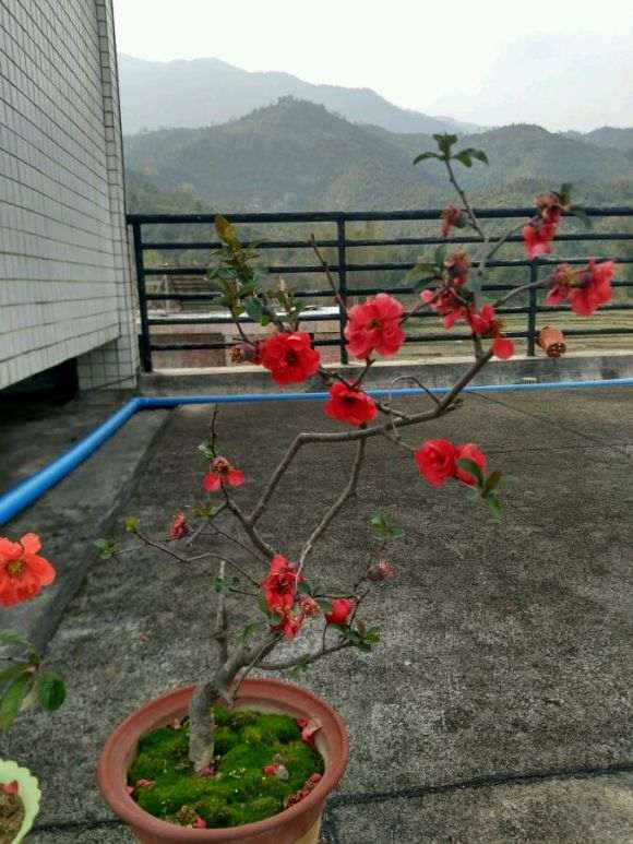 海棠下山桩该怎么修剪 最好 图片