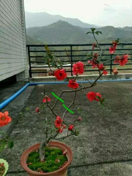 海棠下山桩该怎么修剪 最好 图片