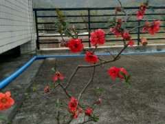 海棠下山桩该怎么修剪 最好 图片