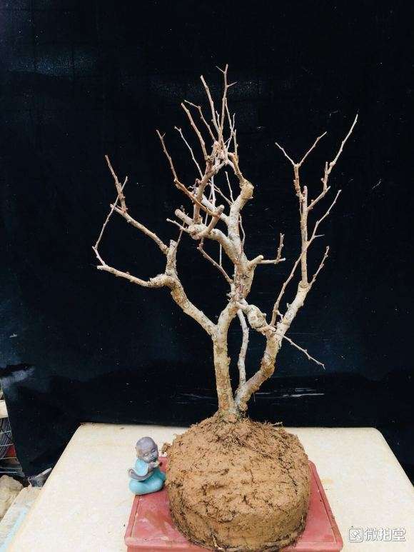 青岛 海棠下山桩价格也就50元左右 图片