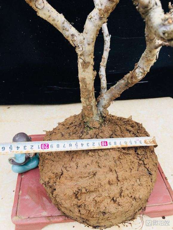 青岛 海棠下山桩价格也就50元左右 图片