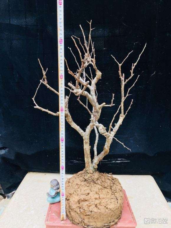 青岛 海棠下山桩价格也就50元左右 图片