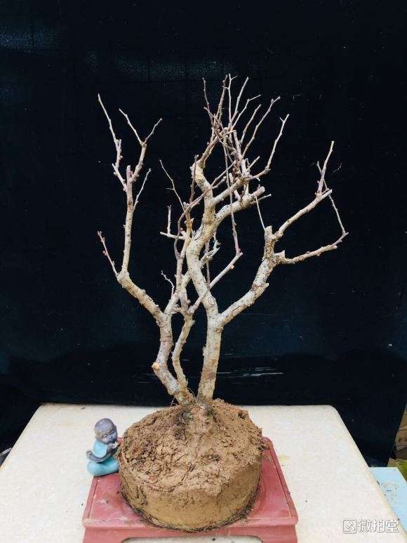 青岛 海棠下山桩价格也就50元左右 图片