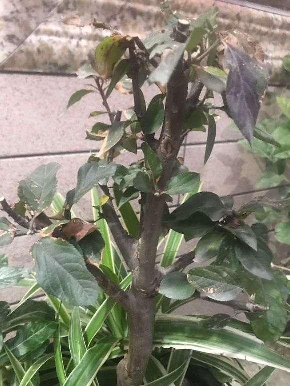 海棠下山桩怎么样养 最好 图片