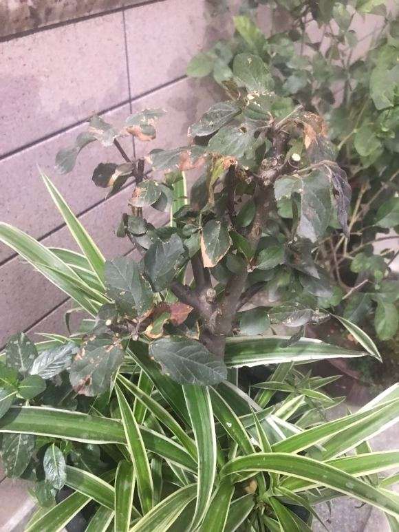 海棠下山桩怎么样养 最好 图片