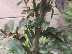 海棠下山桩可以吗养 最好 图片